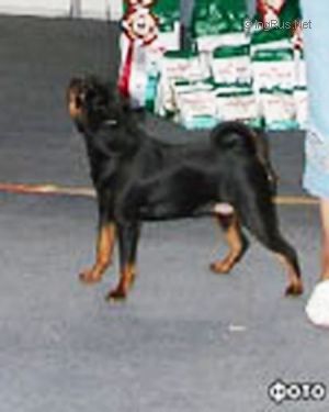 Dog Photo