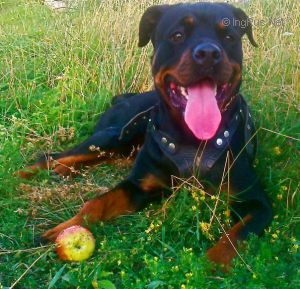 Dog Photo