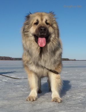 Dog Photo