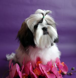 Dog Photo