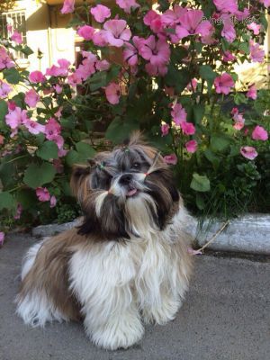 Dog Photo