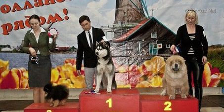 Dog Photo