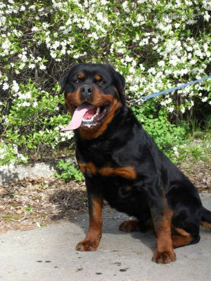 Dog Photo