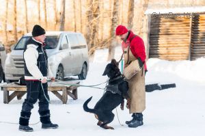 Dog Photo