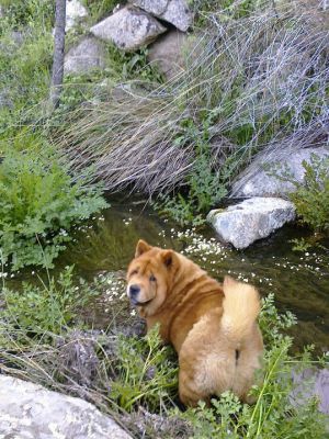 Dog Photo
