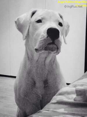 Dog Photo
