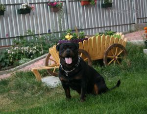 Dog Photo