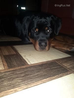 Dog Photo