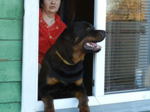 Dog Photo