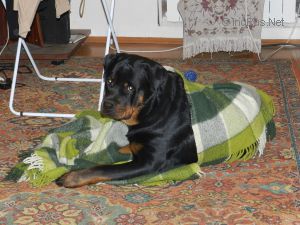 Dog Photo