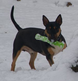 Dog Photo