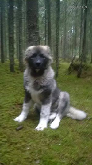 Dog Photo