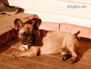 Dog Photo