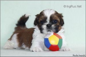 Dog Photo
