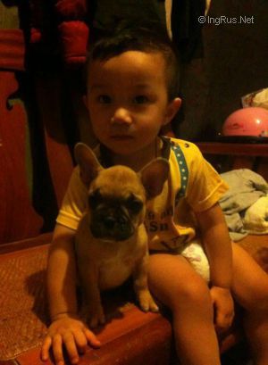 Dog Photo