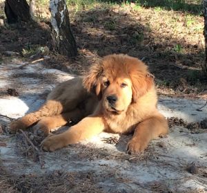 Dog Photo