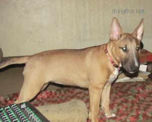 Dog Photo