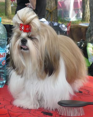 Dog Photo