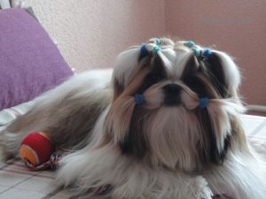 Dog Photo