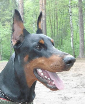 Dog Photo