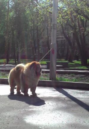 Dog Photo