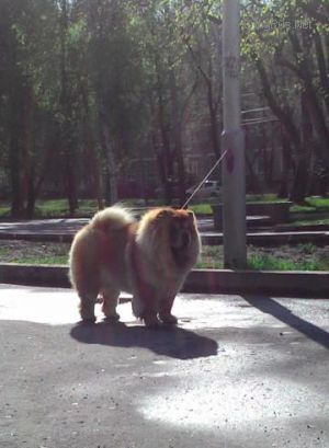 Dog Photo