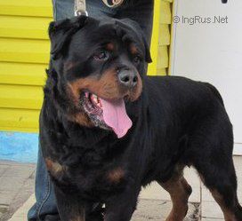 Dog Photo