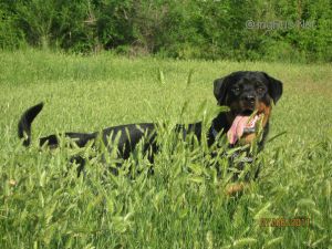 Dog Photo