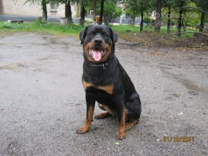 Dog Photo