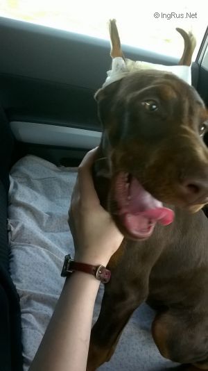 Dog Photo