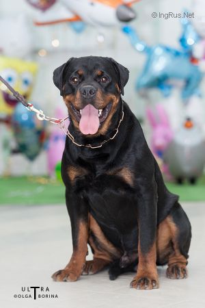 Dog Photo