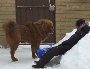 Dog Photo
