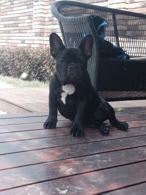 Dog Photo