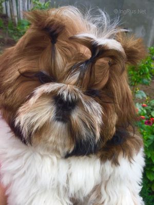 Dog Photo