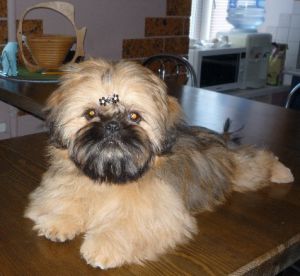 Dog Photo