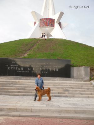 Dog Photo