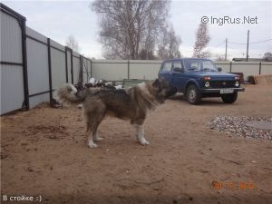 Dog Photo