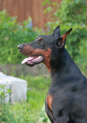 Dog Photo