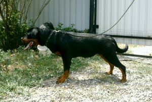 Dog Photo