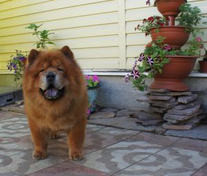 Dog Photo