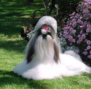 Dog Photo