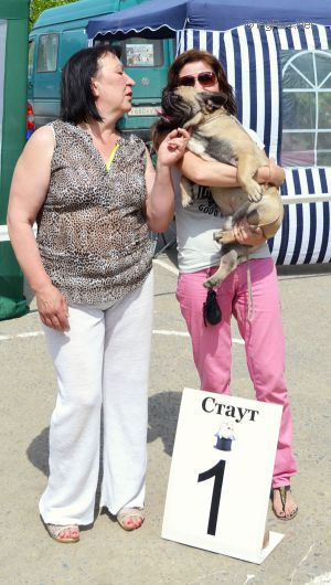Dog Photo