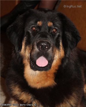 Dog Photo