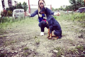 Dog Photo