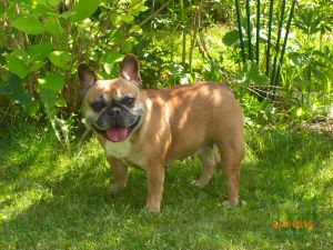 Dog Photo