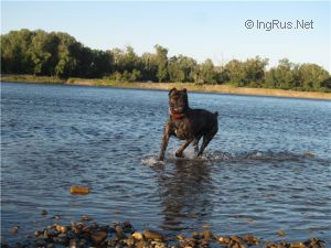 Dog Photo