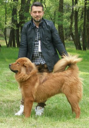 Dog Photo