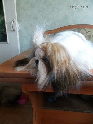 Dog Photo