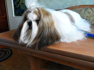 Dog Photo