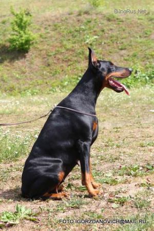 Dog Photo